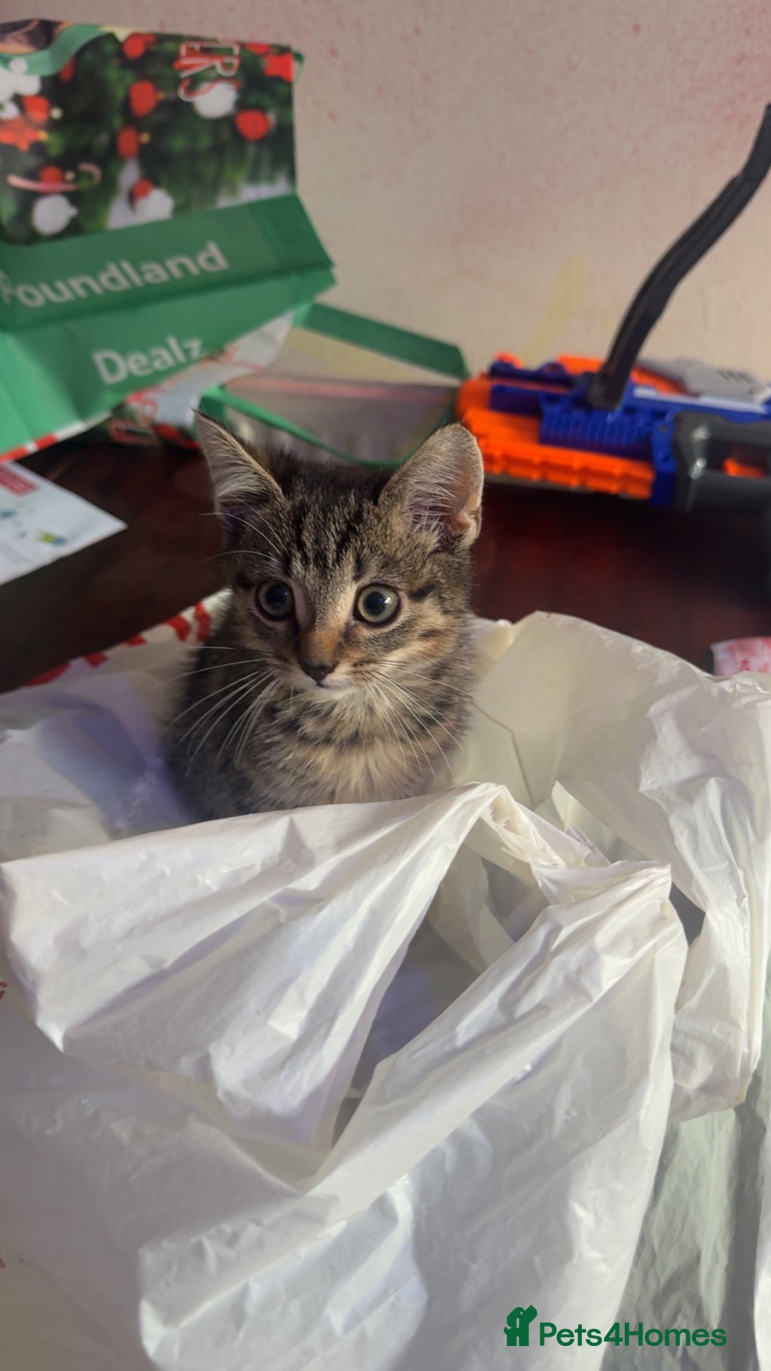 British Shorthair cats for sale: Tabby kittens  - Image 2