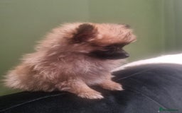 Pomeranian dogs for sale: Xxs Pomeraniums  - Image 3