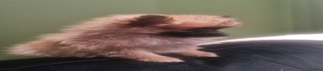 Pomeranian Puppy 2
