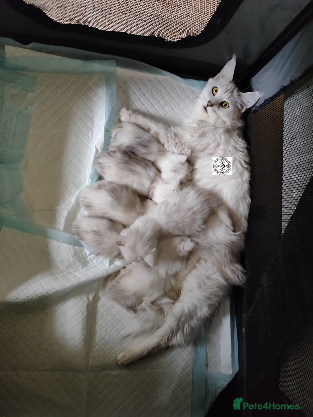 Maine Coon cats for sale: Unique beautiful kittens  - Advert 22