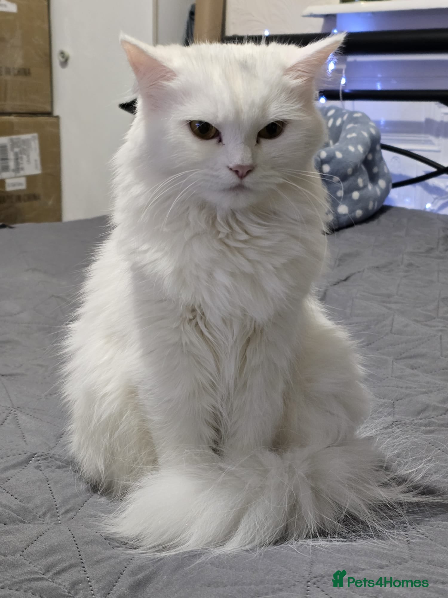 Persian cats Beautiful & Gentle, white Persian Girl - Advert 18