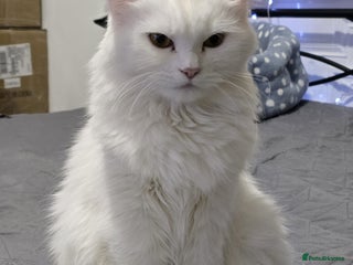 Persian cats - Advert 11