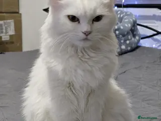 Persian cats Beautiful & Gentle, white Persian Girl - Advert 19