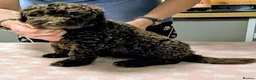 Spanish Water Dog dogs for sale: Spanish water dog  - Advert 33