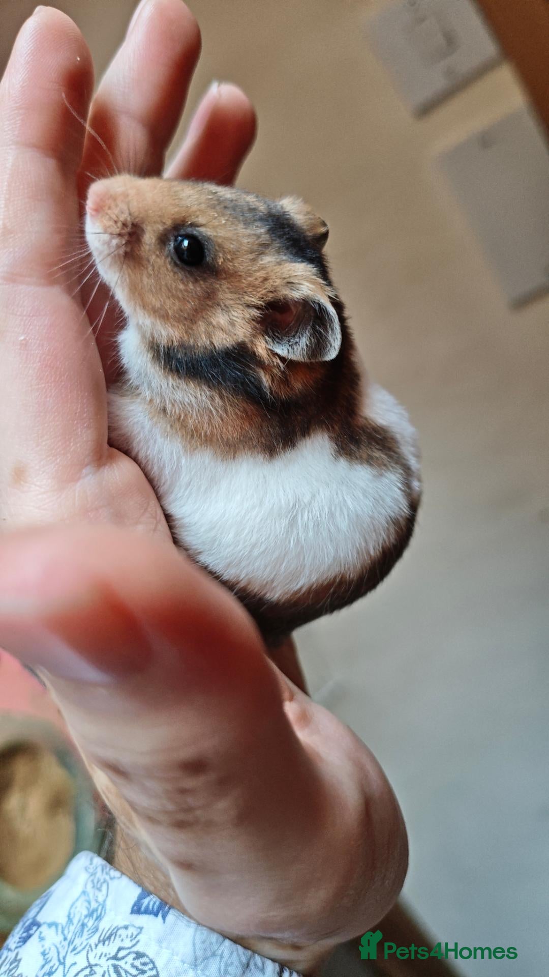 Hamster rodents Baby syrain hamsters - Advert 2