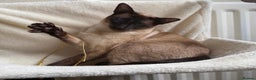 Siamese cats for stud: Beautiful wedged head Siamese boy for stud - Advert 9
