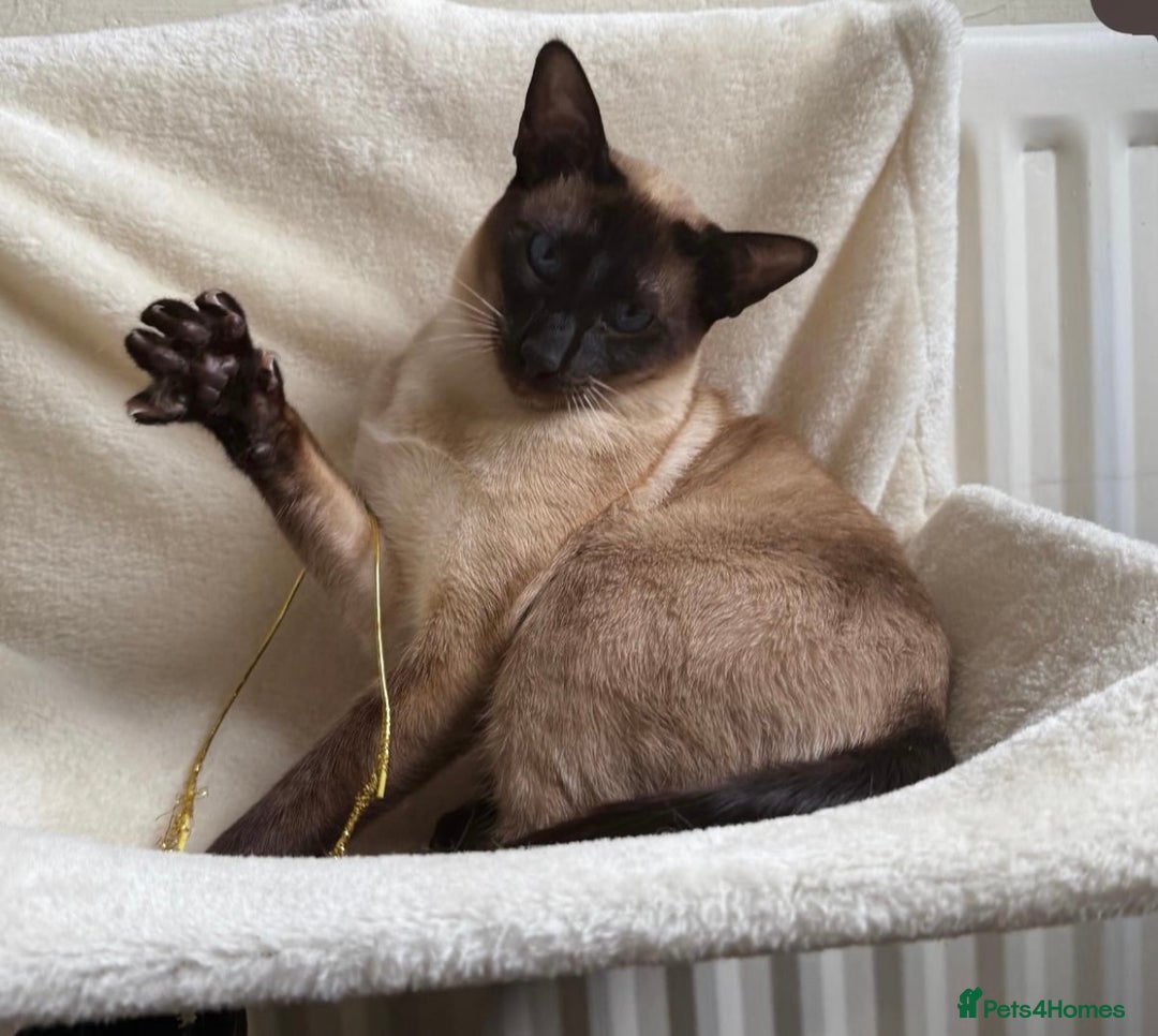 Siamese cats for stud: Beautiful wedged head Siamese boy for stud - Image 9