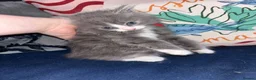 British Longhair cats for sale: Fluffy kittens for sale  - Advert 5