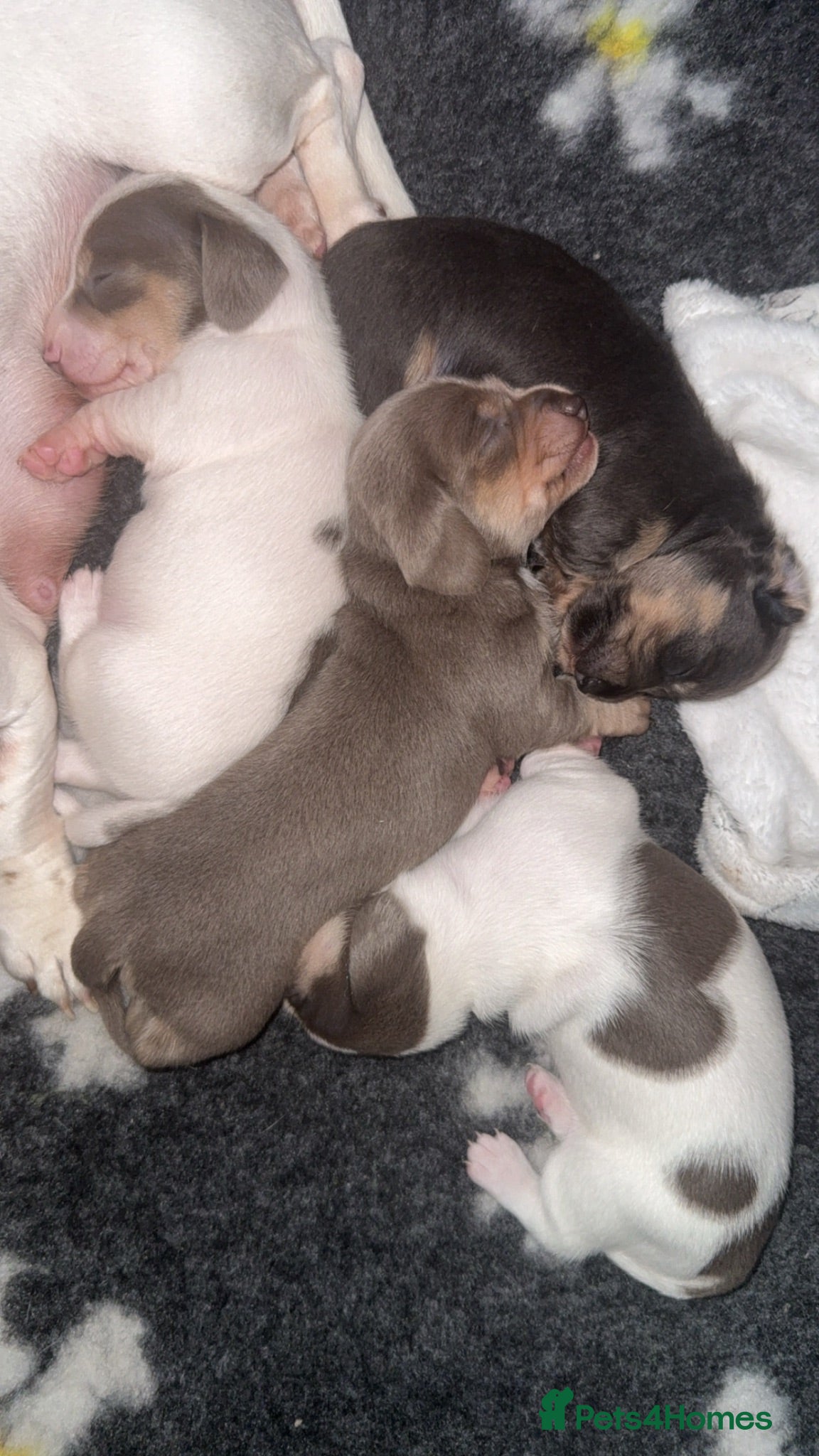 Miniature Dachshund dogs Quality Miniature Dachshunds - Advert 3