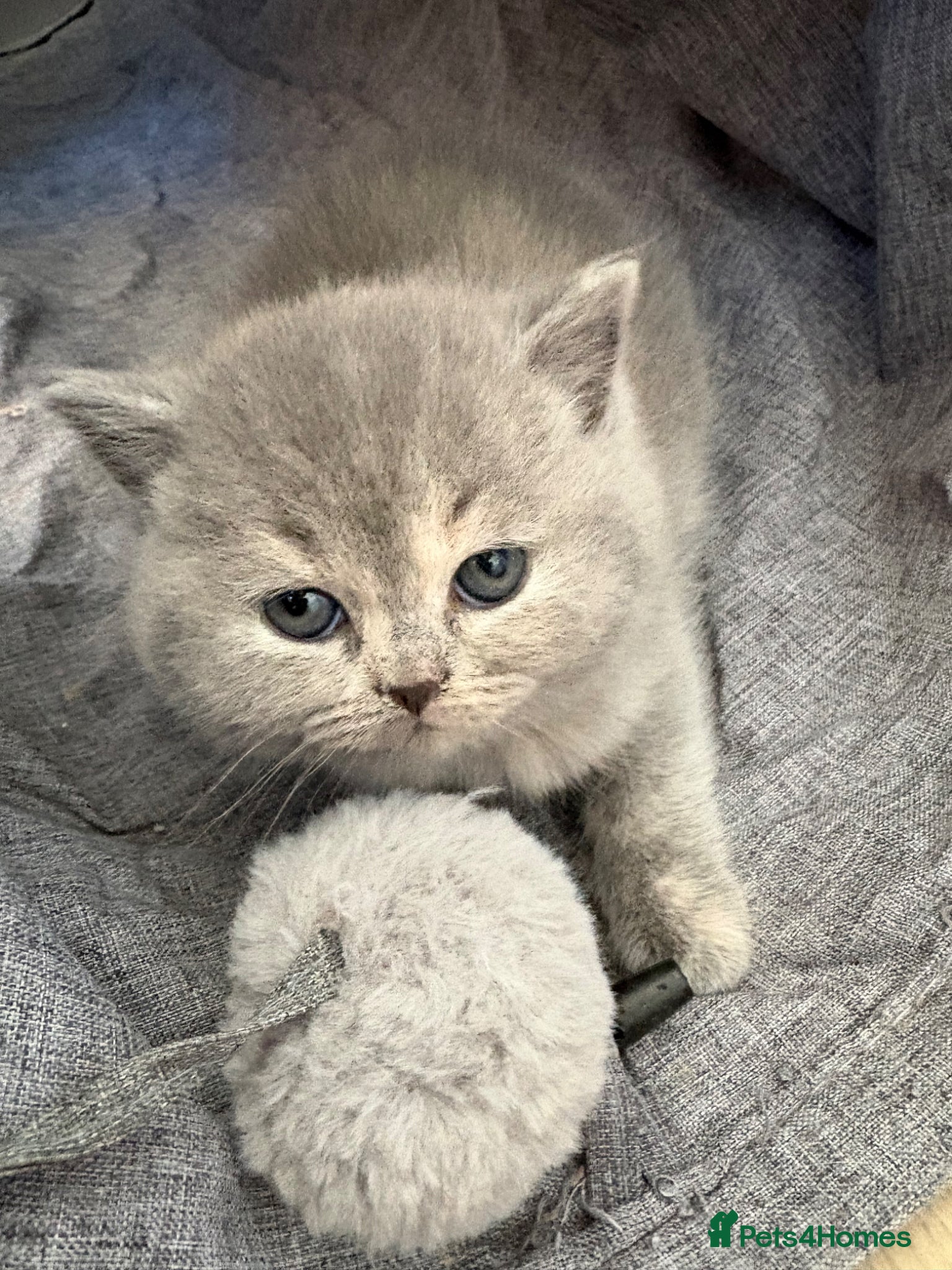 British Shorthair cats BRITISH SHORTHAIR KITTENS AVAILABLE 😻😻😻 - Advert 9
