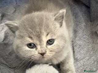 British Shorthair cats BRITISH SHORTHAIR KITTENS AVAILABLE 😻😻😻 - Advert 9
