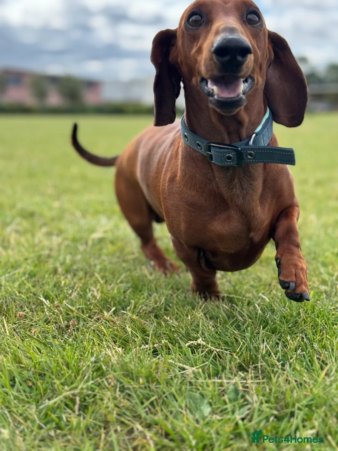 Dachshund dogs for stud: Dachshund for studding  - Advert 1