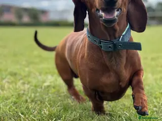 Dachshund dogs Dachshund for studding - Advert 12