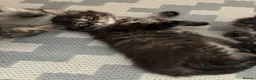 Maine Coon cats for sale: Maine coon baby’s  - Advert 11