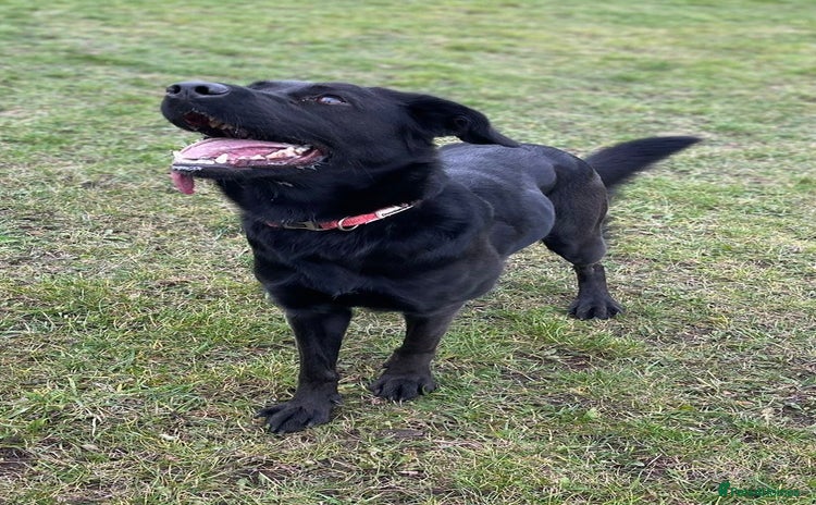 Mixed Breed dogs - Advert 7