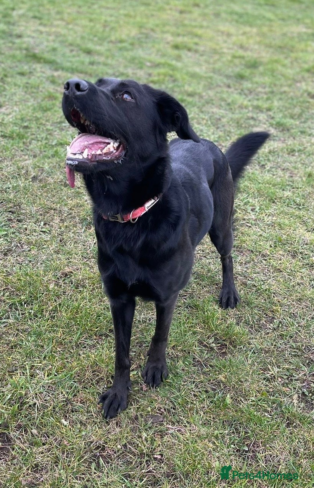 Mixed Breed dogs for sale: Luna, 17 month old german shepherd x lab - Image 1