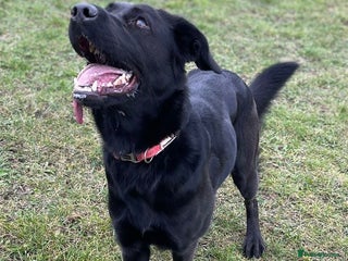 Mixed Breed dogs - Advert 13