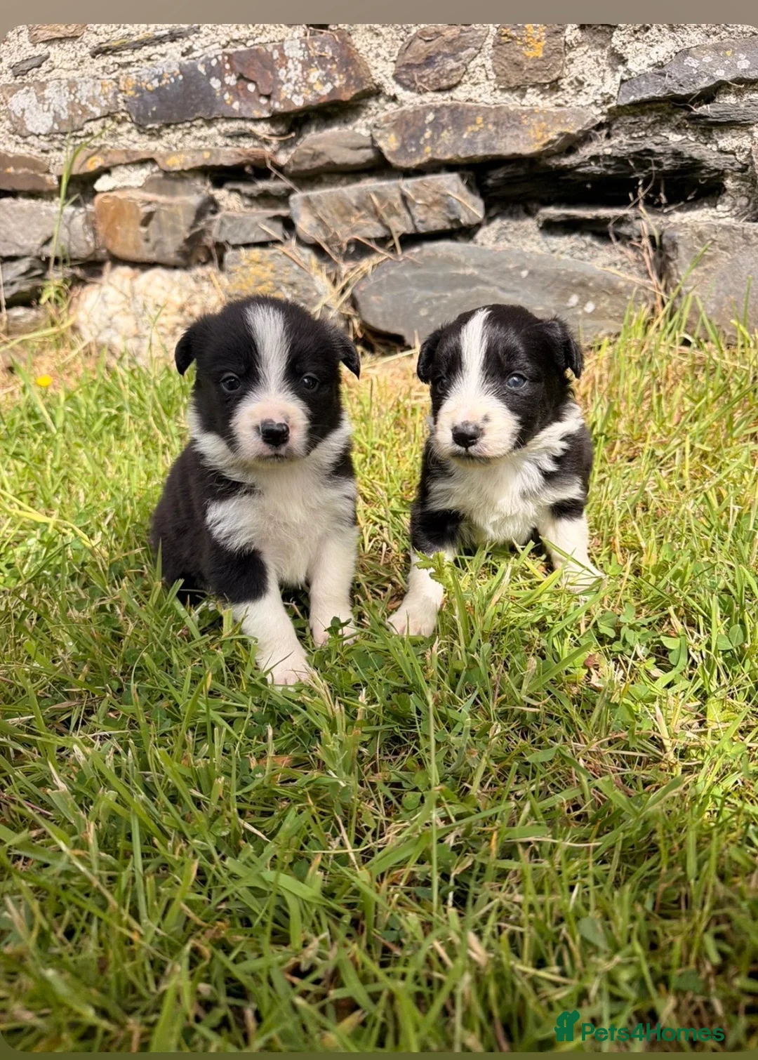 Border Collie dogs for sale: 6 Beautiful Border Collie puppies for Sale - Advert 9