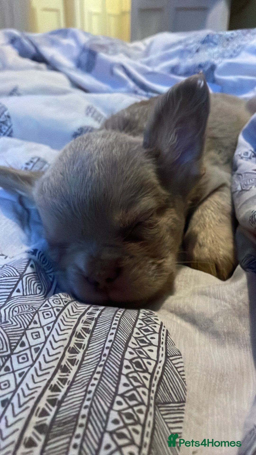 French Bulldog dogs for sale: Visual Fluffy Compact French Bulldogs 🩷🐶🐾 - Advert 24