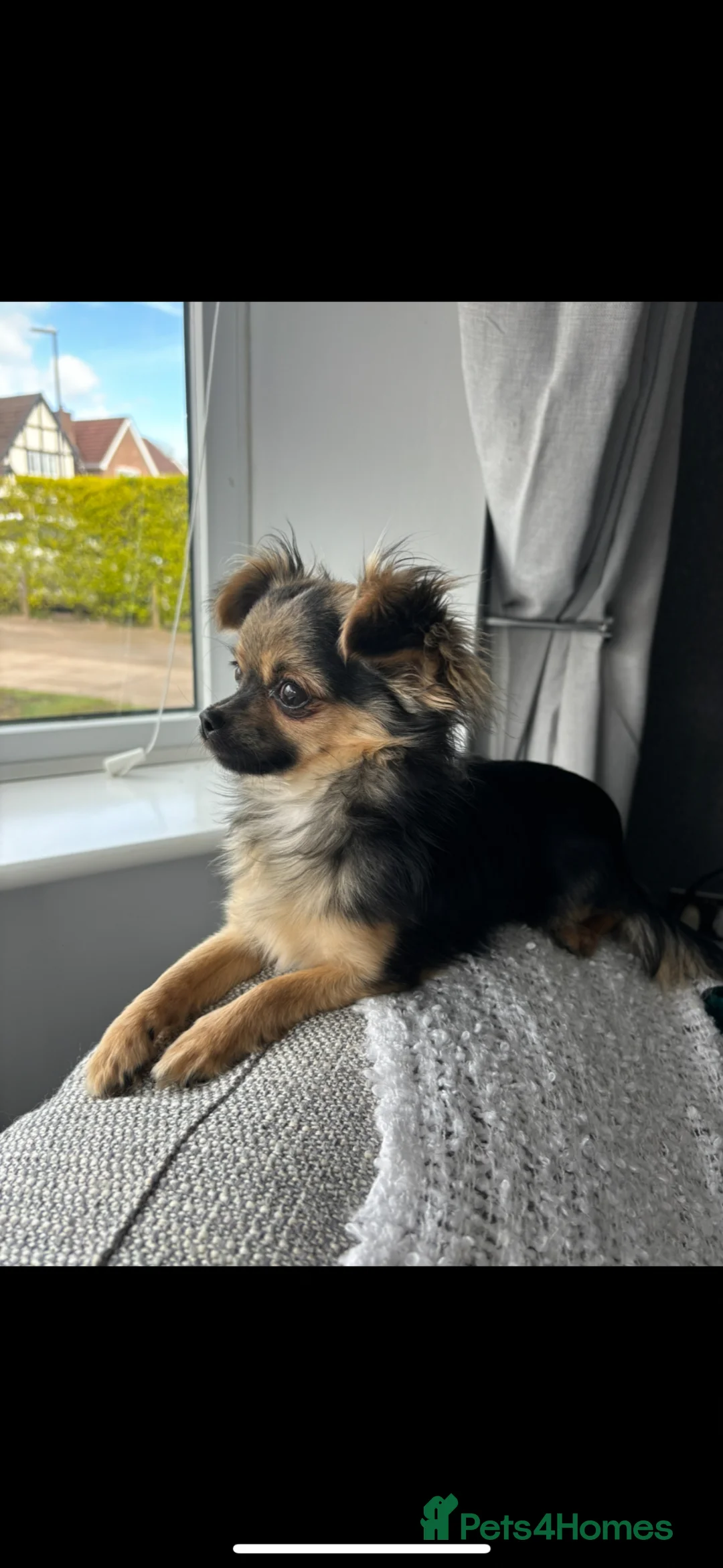 Chihuahua dogs for sale: Stunning chihuahua puppies in Walsall - Advert 8