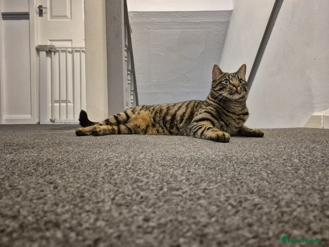 Mixed Breed cats for sale: Tabby Cat - Rehome in Houghton le Spring - Advert 1
