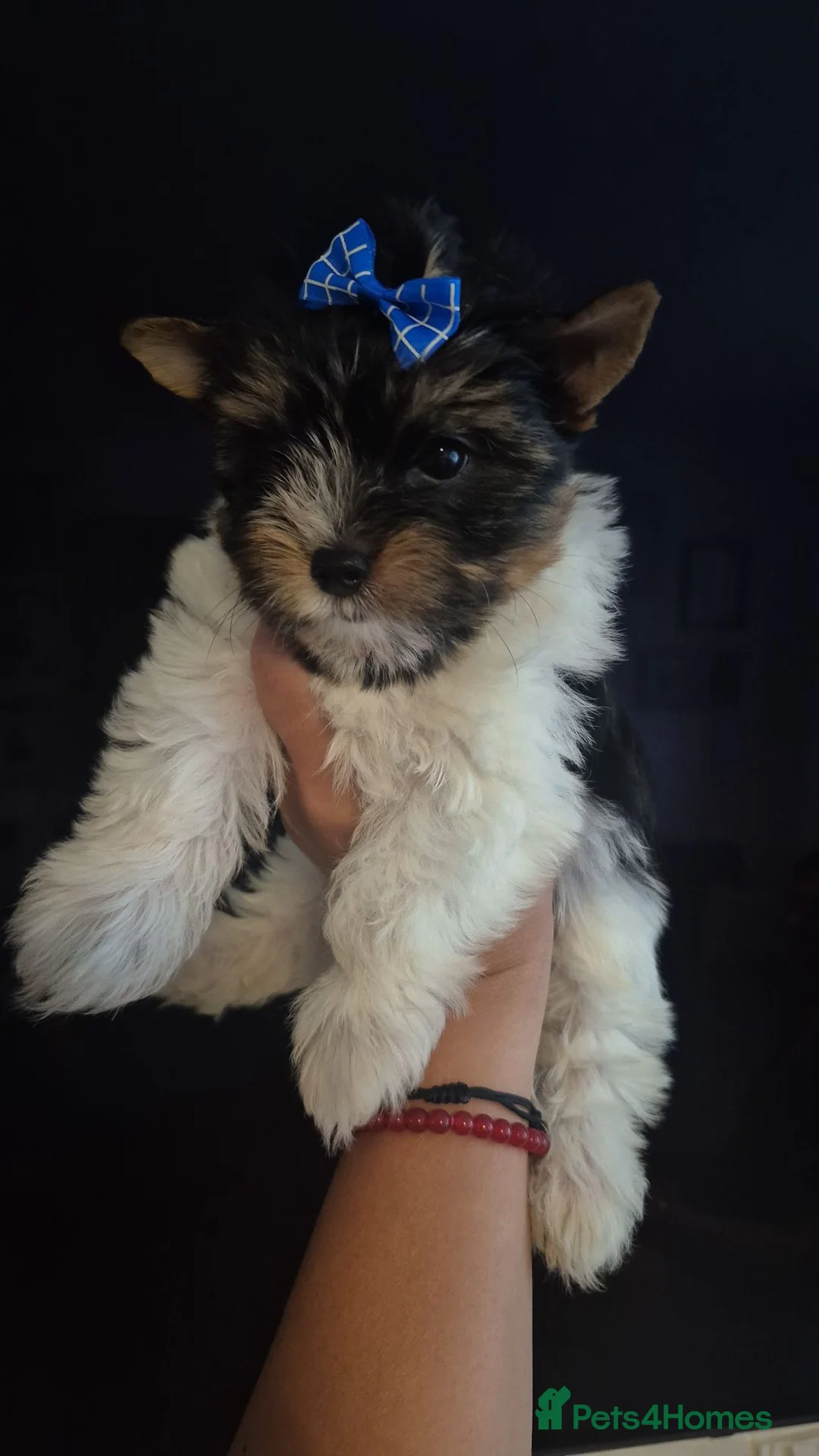 Biewer Terrier dogs for sale: Tiny Yorkshire terrier biewer girl - Advert 2