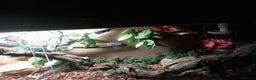 Python Snake reptiles for sale: Beautiful Albino Ball Python  - Advert 2