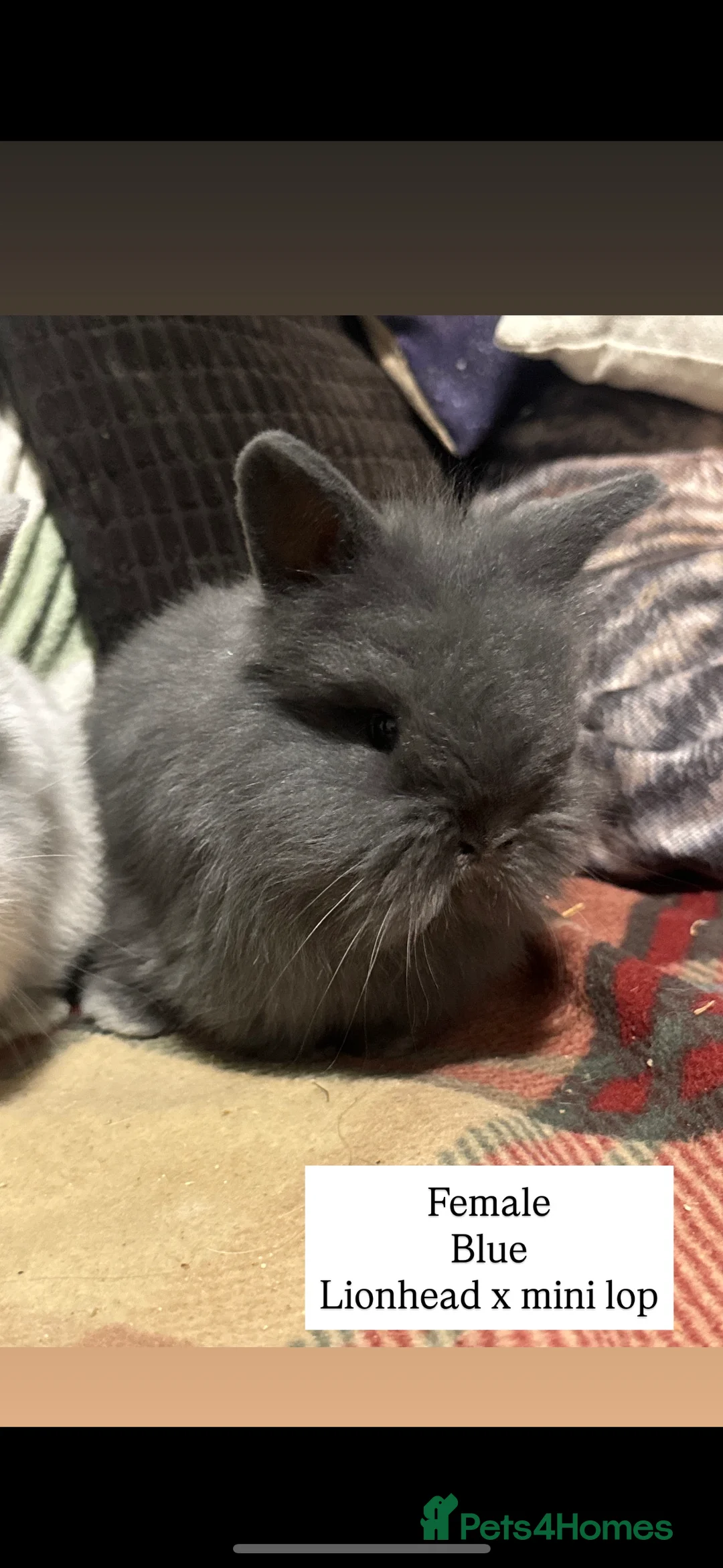 Mini Lop rabbits for sale: Gorgeous mini lop & lion lop babies  - Advert 16