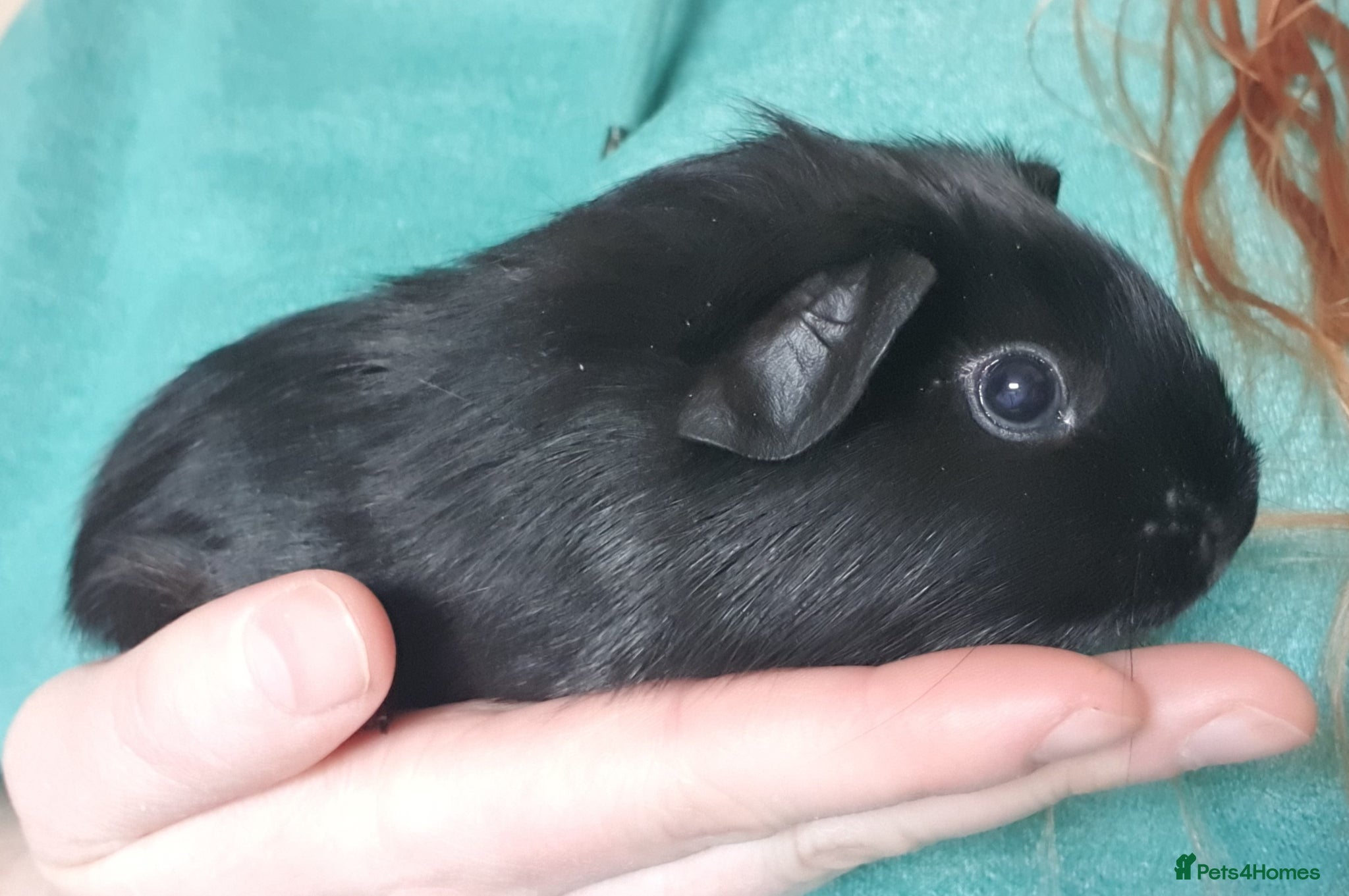 Guinea Pig rodents guinea pigs  - Advert 18