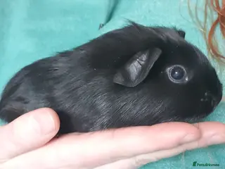 Guinea Pig rodents guinea pigs - Advert 18