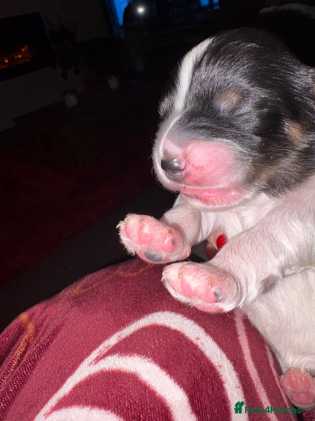 Mixed Breed dogs for sale: Beautiful Cavapoo puppies  - Advert 10