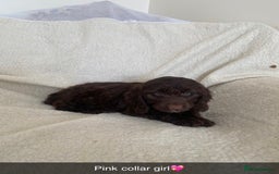 Cockapoo dogs for sale: 5 gorgeous cockapoo pups for sale  - Image 3