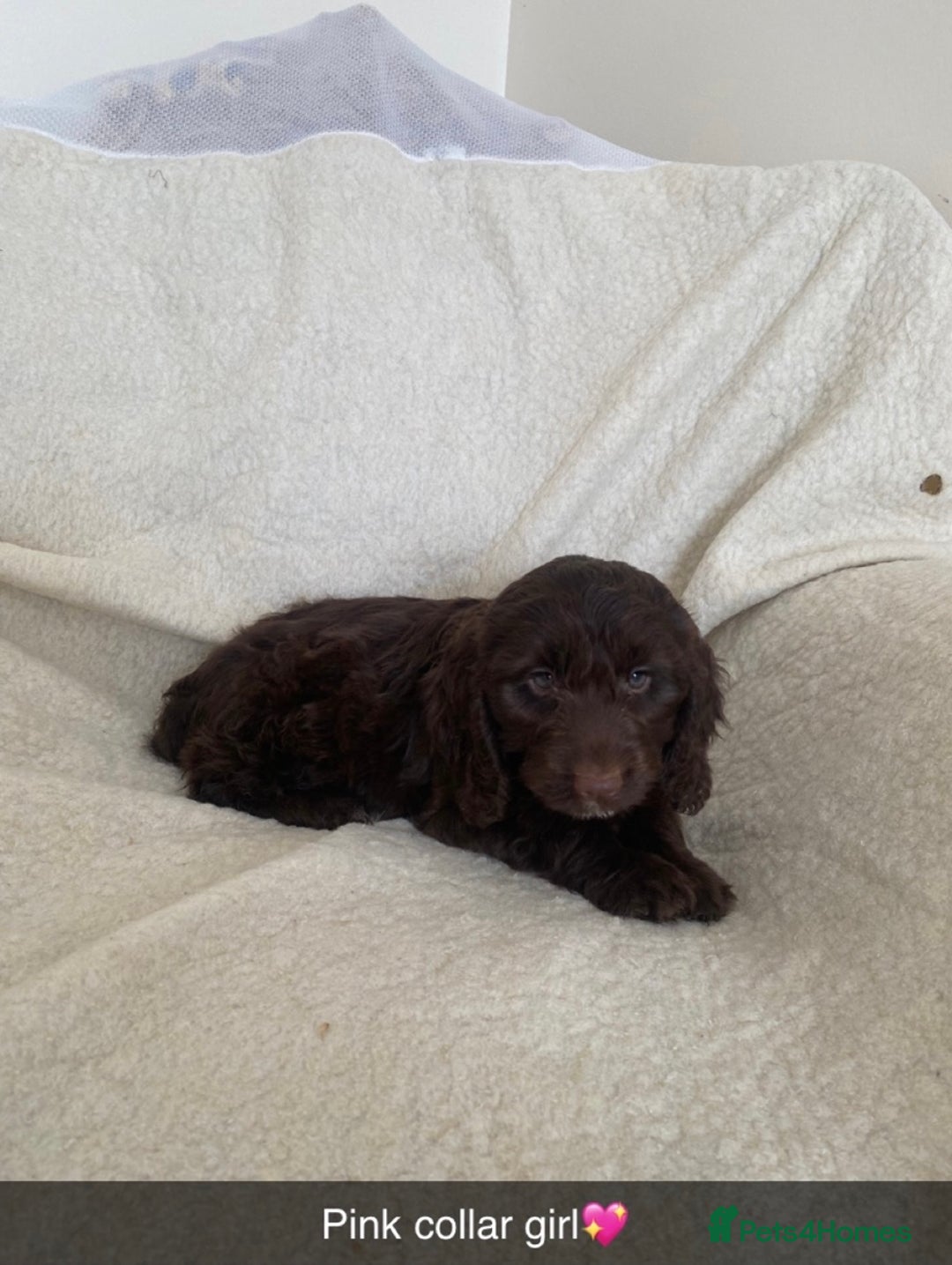 Cockapoo dogs for sale: 5 gorgeous cockapoo pups for sale  - Image 3