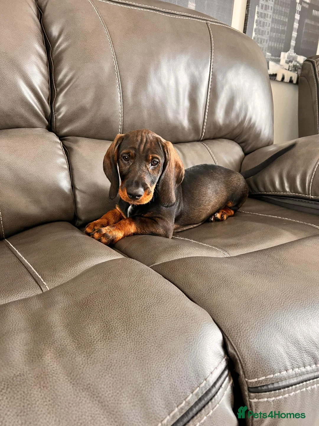 Dachshund dogs for stud: Dachshund standard (Teckle)  - Advert 11