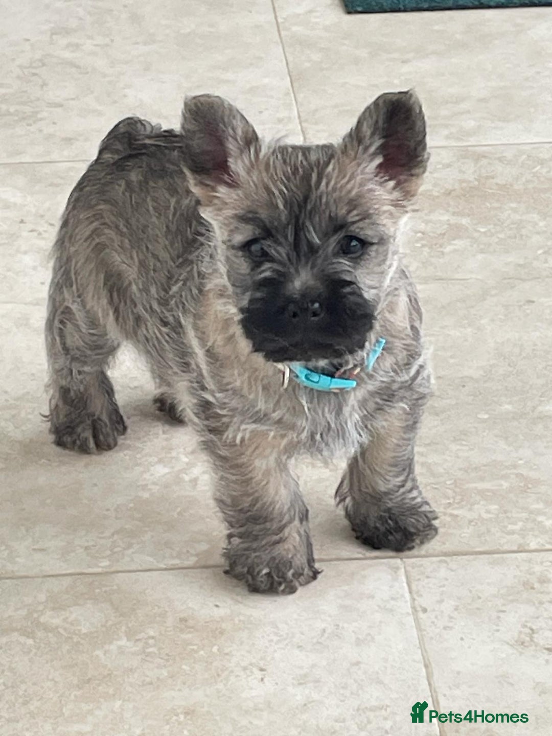 Cairn Terrier Pups KC Reg for sale in Shaftesbury Pets4Homes