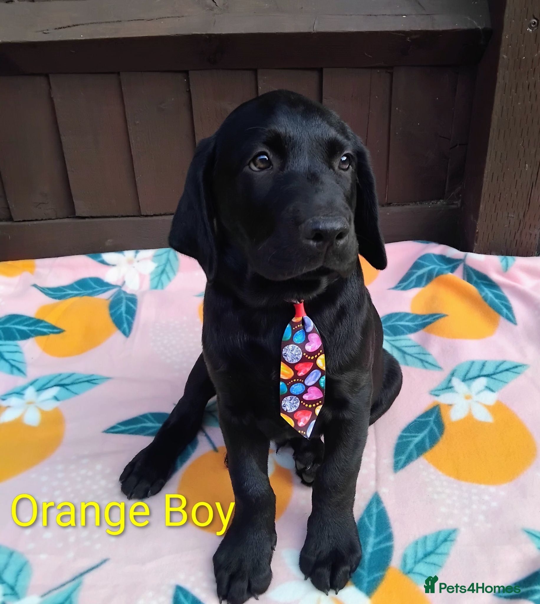 Labrador Retriever dogs 🧡 LAST BOY AVAILABLE – READY NOW! 🐾 - Advert 13