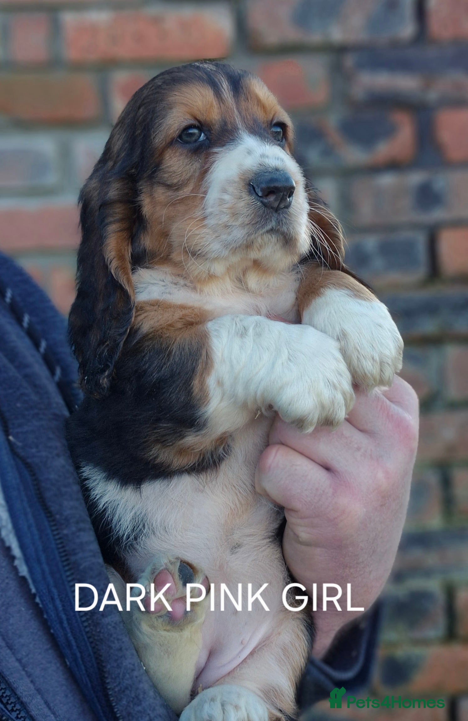 Mixed Breed dogs Retriever x Basset Hound hybrid Puppies Puppies  - Advert 4