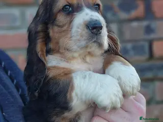 Mixed Breed dogs Retriever x Basset Hound hybrid Puppies Puppies - Advert 4