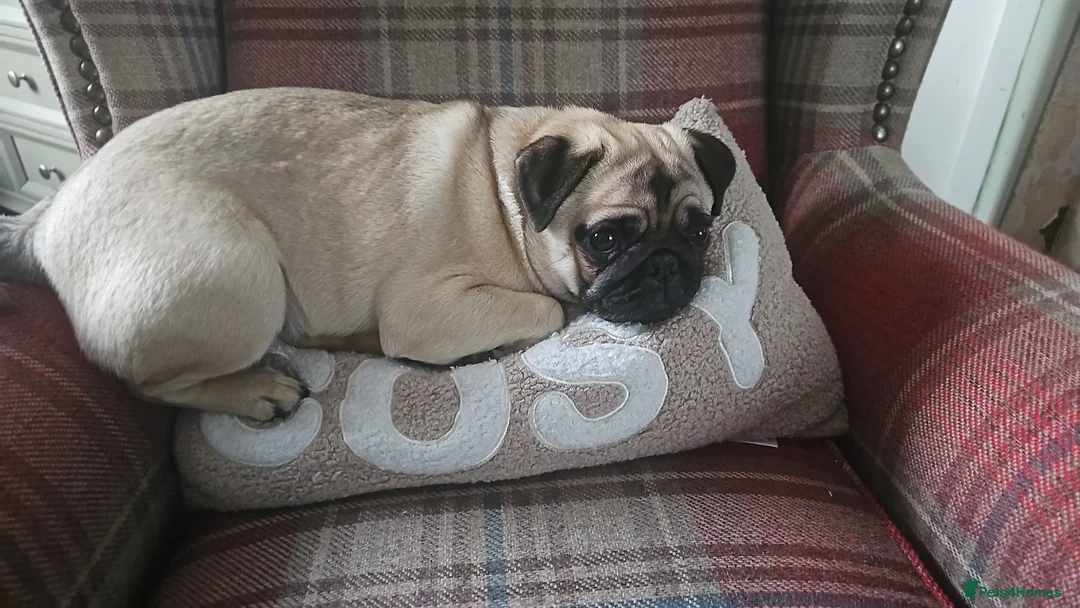 Pug dogs for sale: Kc Female pug ( no offers ) - Advert 3