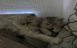 Persian cats for sale: Persian kittens  - Image 8