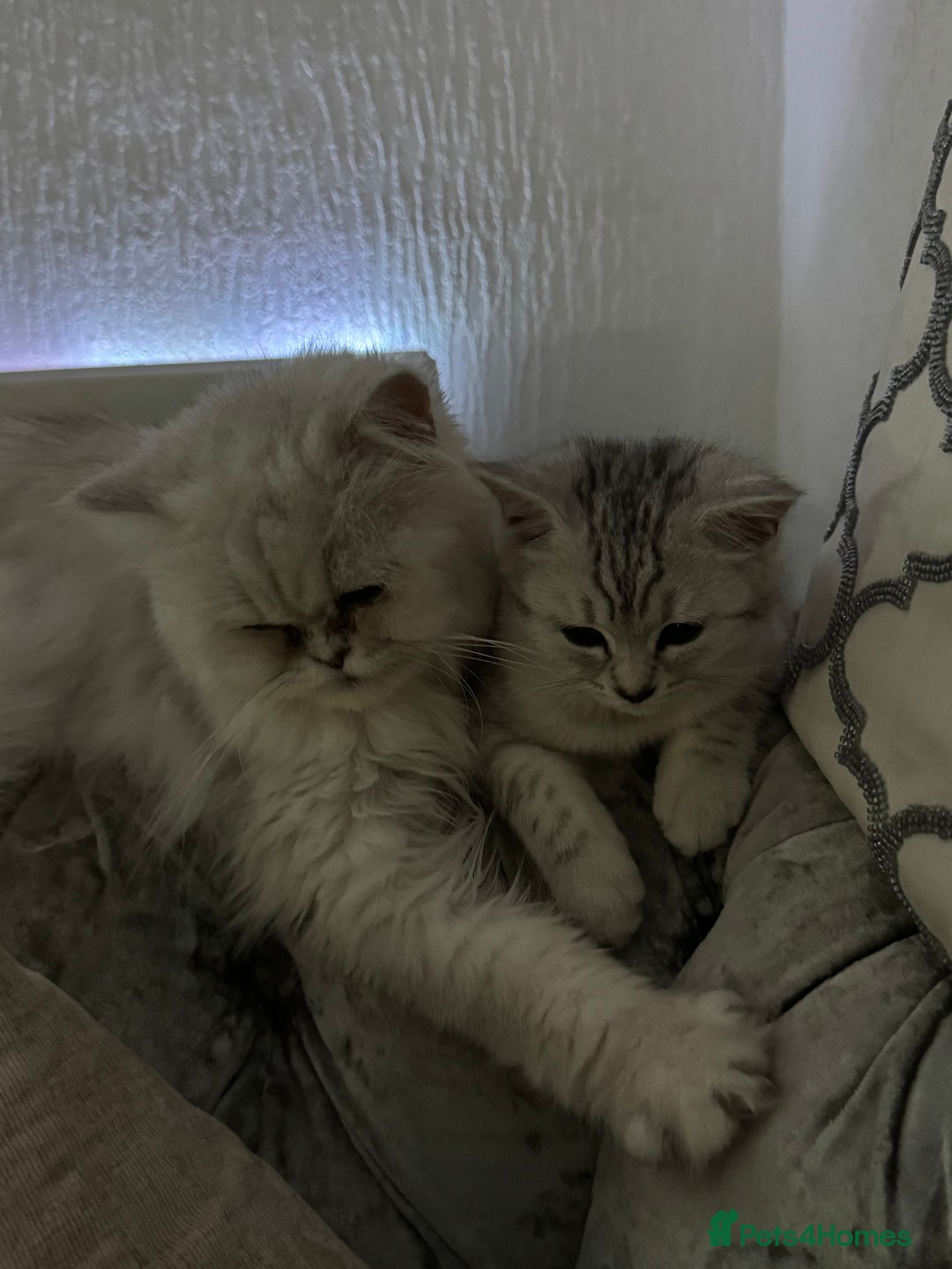 Persian cats for sale: Persian kittens  - Image 8