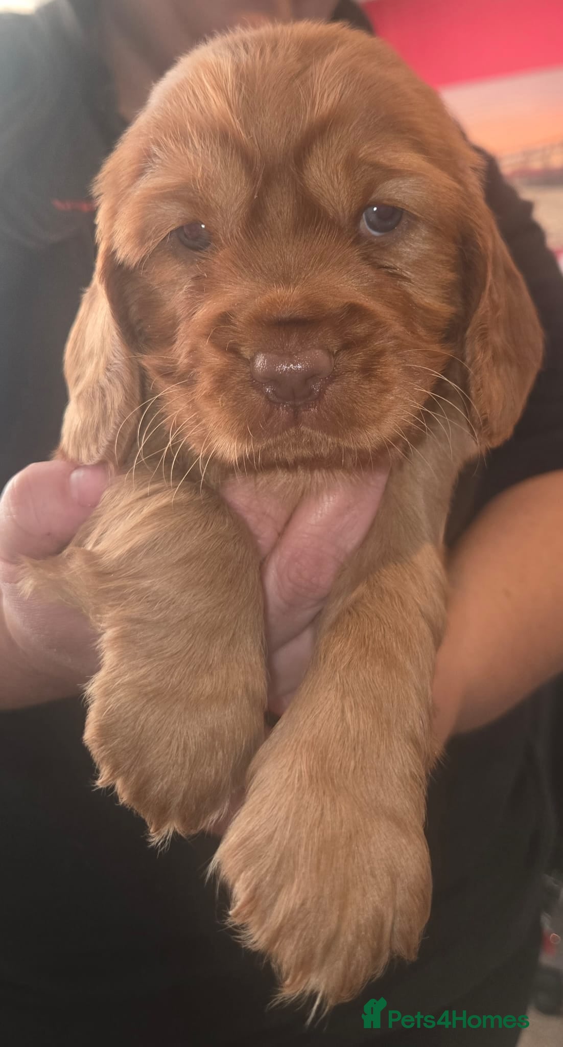 Mixed Breed dogs Beautiful Cockalier Puppies - Advert 1