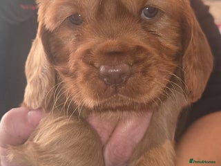 Mixed Breed dogs Beautiful Cockalier Puppies - Advert 1