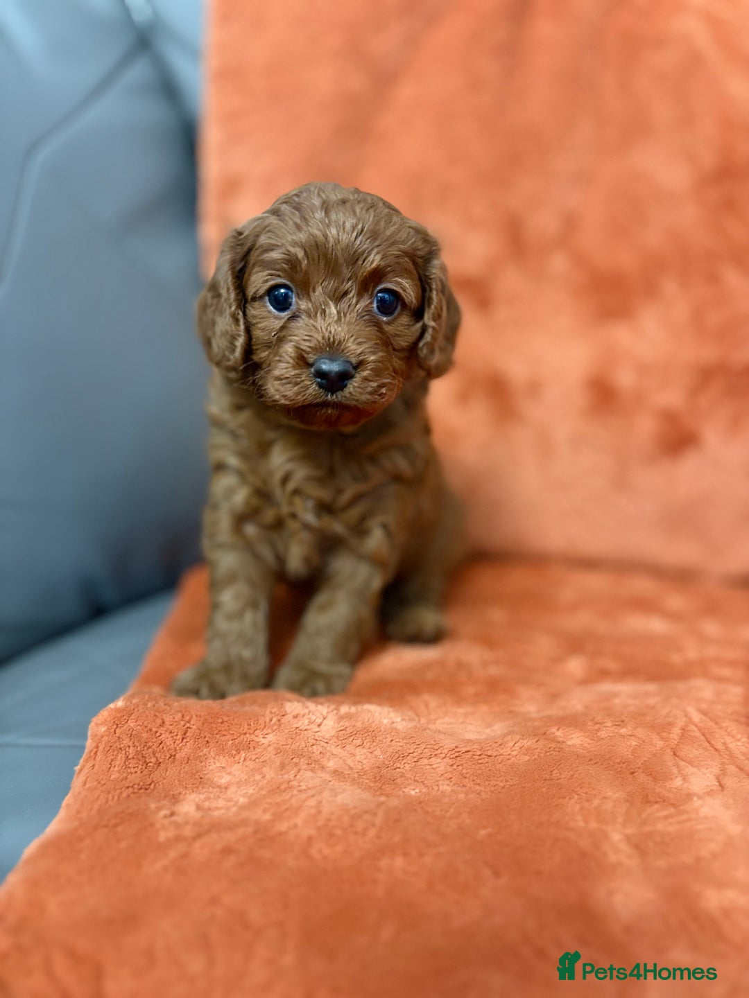 Cavapoo dogs for sale: 4 F1 Cavapoo puppies  - Image 12