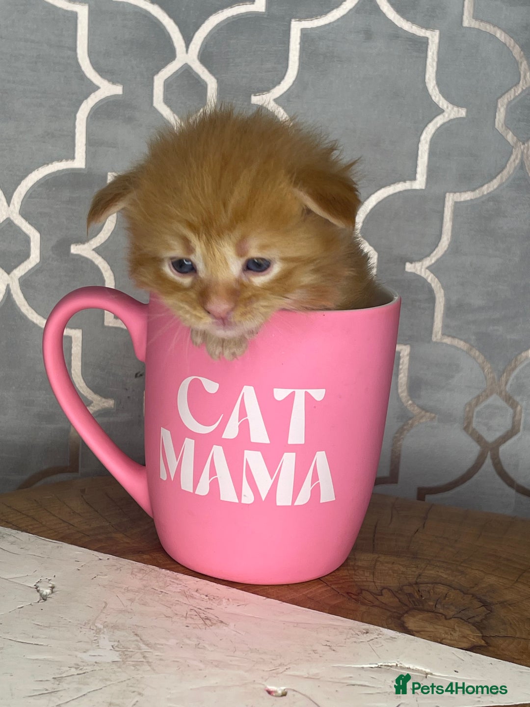 Maine Coon cats for sale: 🐾💛5 Sweet Maine Coons looking for forever home💛 - Advert 6