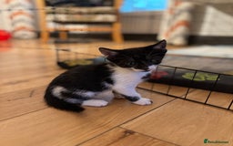 Mixed Breed cats for sale: Kittens will be ready 8th September for new home! - Image 7