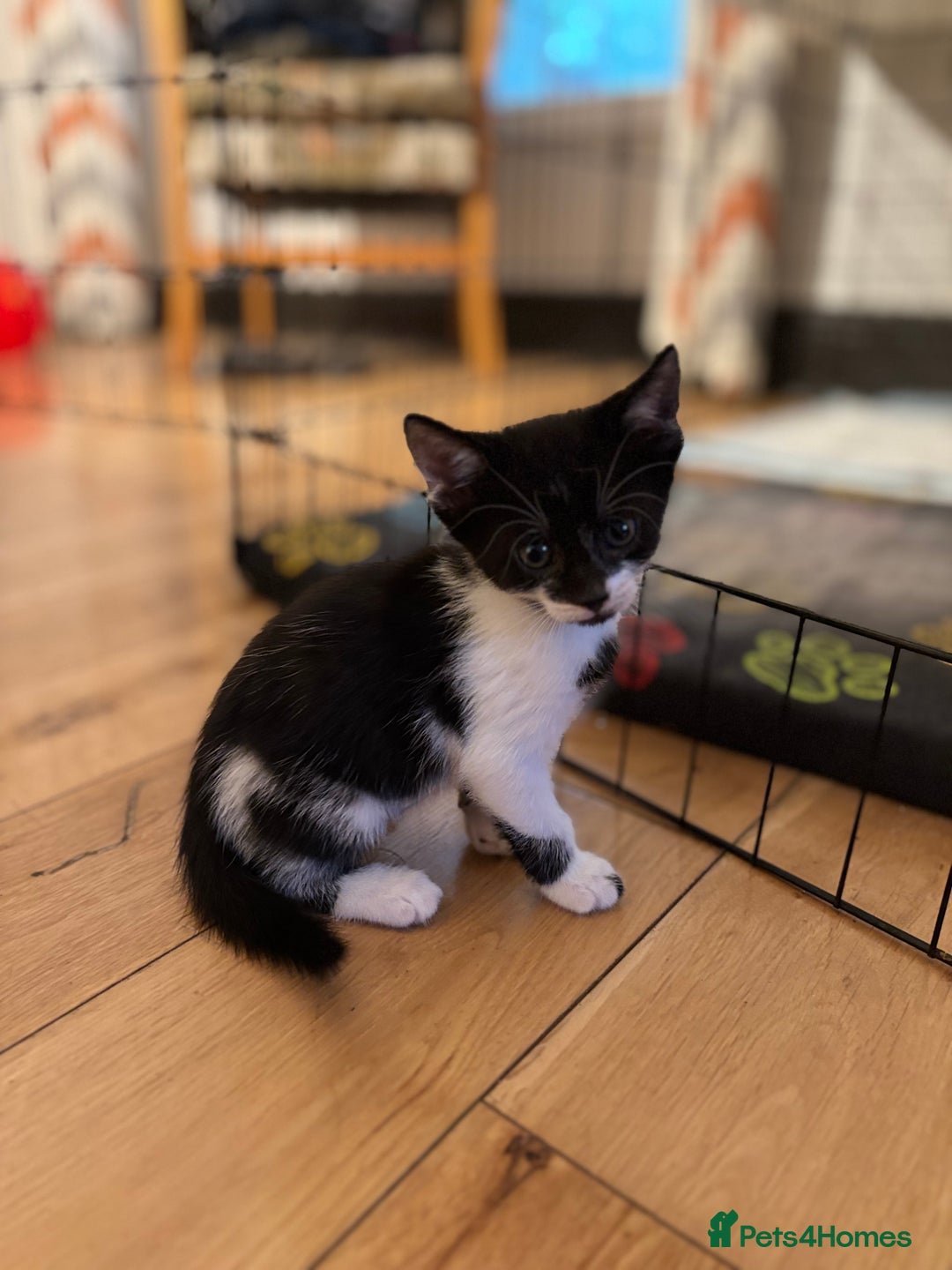 Mixed Breed cats for sale: Kittens will be ready 8th September for new home! - Image 7