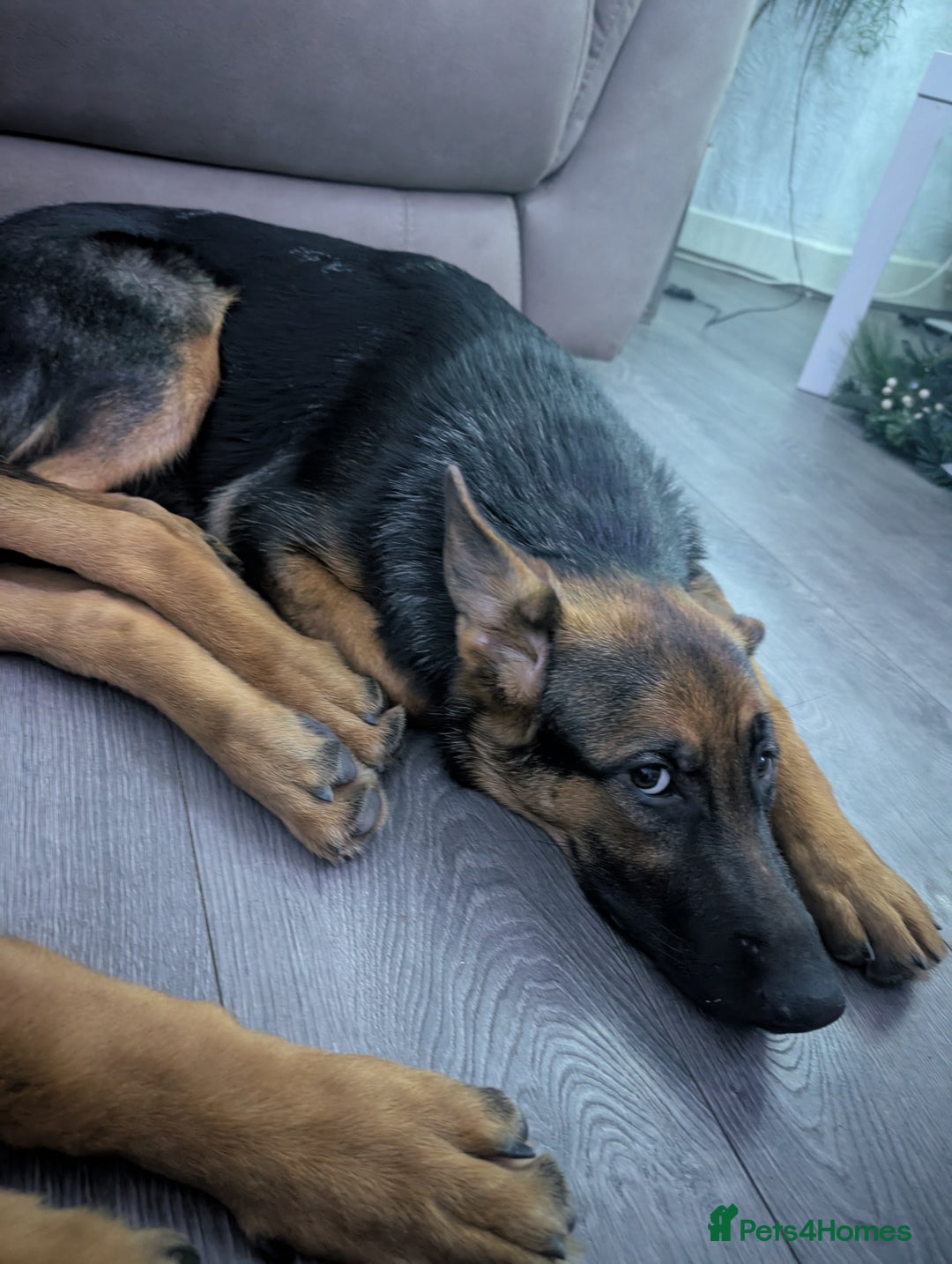 German Shepherd dogs for sale: German Shepherd pups - Advert 4