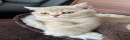 British Shorthair cats for sale: 👑 Exceptional BSH Cream Golden Tipped Girl 👑 - Advert 16