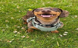 Dachshund dogs for sale: Miniature Chocolate Dapple Dachshund Bitch  - Image 3
